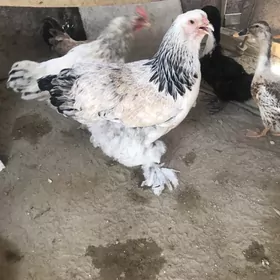 Tawuk Brama
