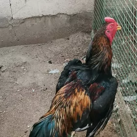 TASKENT HORAZ