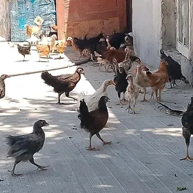 Towuk juyje