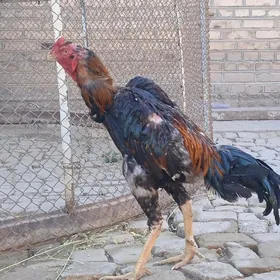 BAÝES