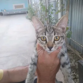 котята