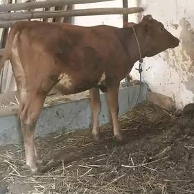 unajinlar