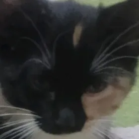 Отдаю котенка