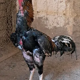 хораз