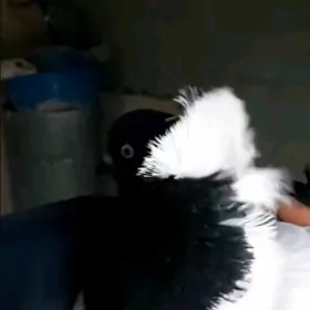 Домашние животные птицы