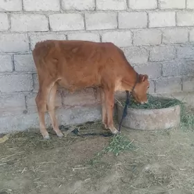 ökuzce