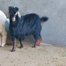 Çebiş