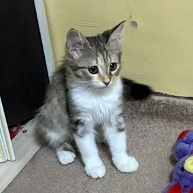 котенок