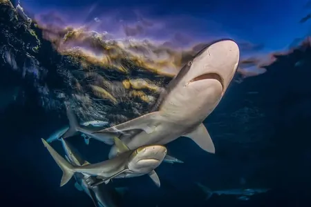 Akulalaryň suratlarynyň Shark Photographer of the Year 2025 bäsleşiginiň ýeňijileri yglan edildi