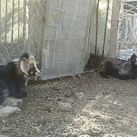 çewiş