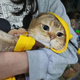 золотой шиншилла