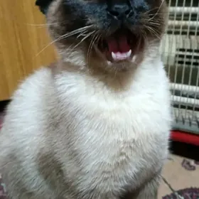 кот для спаривания