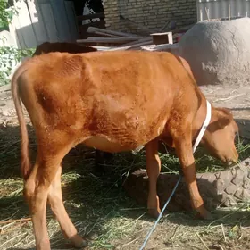 unajinlar