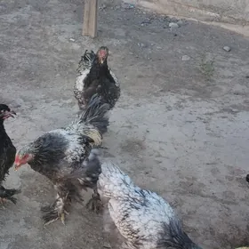 Brama towuklar