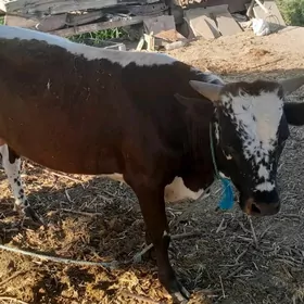 ökiz