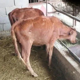 Tüwe