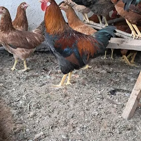 horaz