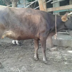 Bogaz sygyr