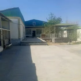 Anew Jibi daca