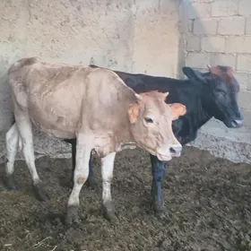 öküz tüwe