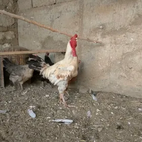 baýes gatyşyk horoz