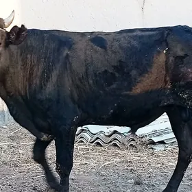 Baklyk öküzler ikisi bile