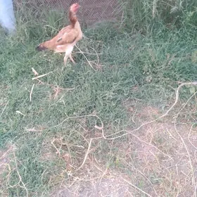 бойцовы товук