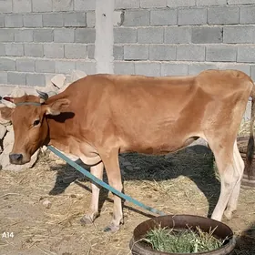 Göleli Sygyr satlyk