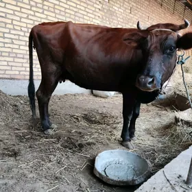 ŷetik bogaz sygyr
