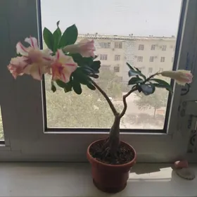 цветы отростки СКИДКИ