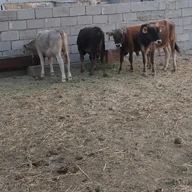 öküzler