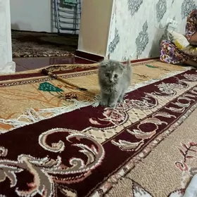 вислоушка