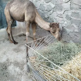 Ogşyk
