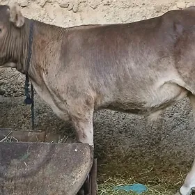 Öküz