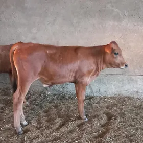 okuzce