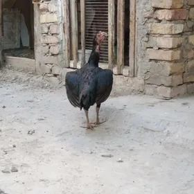 towyklar