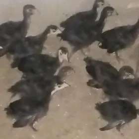 induk üýje