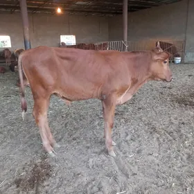 okuzce