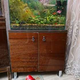 akwarium s tumboçkoy
