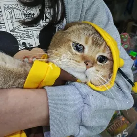 золотой шиншилла