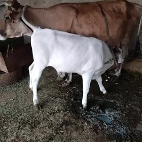 okuzce