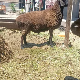 Kockar