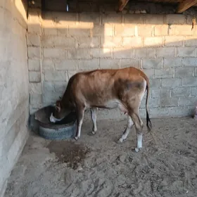 SYGYR
