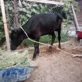 Öküzler  9 aýlyk 2 sany