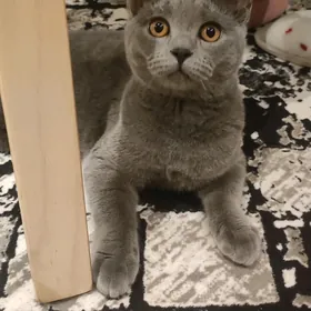 отдам в хорошие руки кошечку