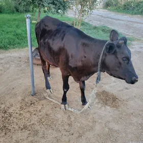 Tüwe