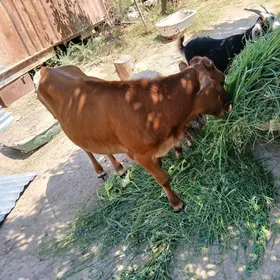 Göle