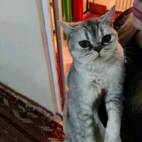 нашли кошку