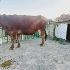 arassa siwit bogoz sygyr