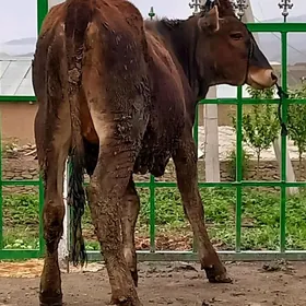 Tohum tuwe okuz sygyr